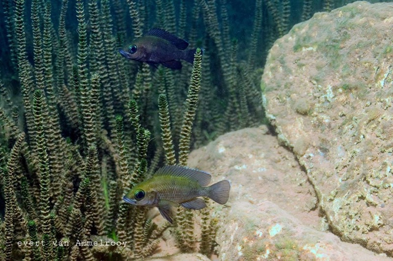 Neolamprologus toae 'Kigoma'